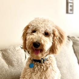 Goldendoodles and Poodles from Doodles on the Creek