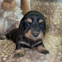 Walker (Russian lines) - Black and cream male Dachshund puppy in Goldthwaite, Texas from Mini Mama Dachshunds