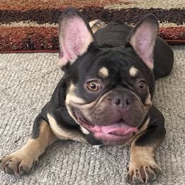 Chubba Banks - French Bulldog