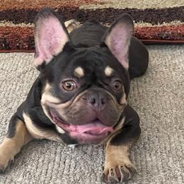 Chubba Banks - French Bulldog