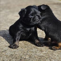Rudolph - Black and tan male Brussels Griffon puppy in Huntsville, Alabama from Tammy's Brussels