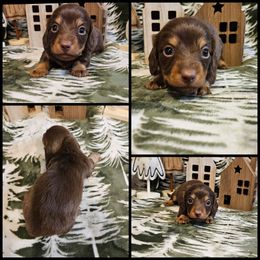 Chocolate Boy - Chocolate and tan male Dachshund puppy in Panama City Fl, Florida from Southern Bliss Doxies