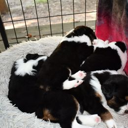 Miniature Australian Shepherd Puppies from Eldorado Ranch Mini Aussies