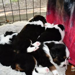 Miniature Australian Shepherd Puppies from Eldorado Ranch Mini Aussies