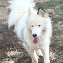 Mochi - Sable and white female Siberian Husky puppy in London, Ohio from Rose Trail Siberian’s