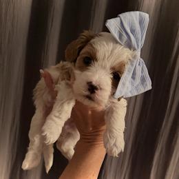 Sleepy - Parti female Goldendoodle puppy in Bradenton, Florida from Christianna’s Mini Goldendoodles