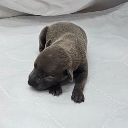 Jax - Blue male Italian Greyhound puppy in Newalla, Oklahoma from Heartland Iggys