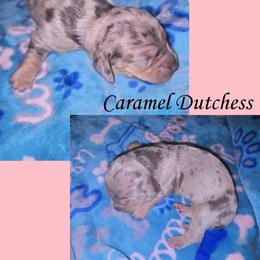 Caramel Dutchess - Dapple female Dachshund puppy in Malabar, Florida from Dicrocco's Doxies