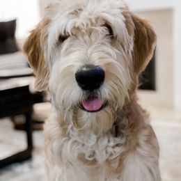Goldendoodle and Golden Retriever Puppies from Knox Family Goldens & Doodles