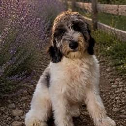 Audi - Blue merle male Aussiedoodle puppy in Springfield, Missouri from Aspen River Doodles