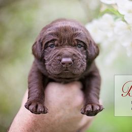 Labrador Retriever Puppies from Sagey Acres Farmette and Labs
