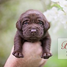 Labrador Retriever Puppies from Sagey Acres Farmette and Labs