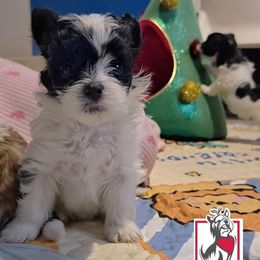 Jinu - Parti male Yorkshire Terrier puppy in California from Corazon de gigante