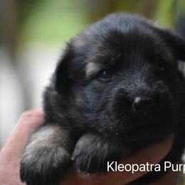 Purple girl - Sable female German Shepherd puppy in Anniston, Alabama from Cottonwood Kennel