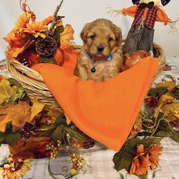 Assorted Doodle Crosses Puppies from Cotton Rose Kennels