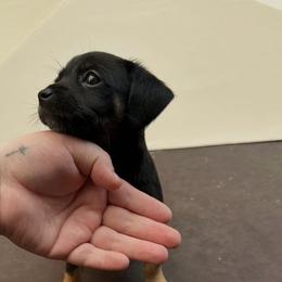 Little Missy - Black and tan female Chihuahua puppy in Alvord, Texas from Gift of Gods Favor