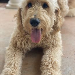 Tucker - Goldendoodle