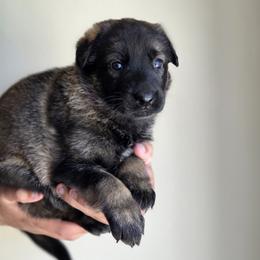 Pink Collar - Sable female German Shepherd puppy in Omaha, Nebraska from Von Schwarzen Herz German Shepherds