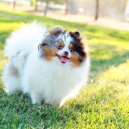 Pomeranian All Grown Up from My Precious Poms