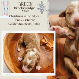 Breck - Red  male Goldendoodle puppy in Hilton, New York from The House of Goldendoodle