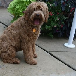 Australian Labradoodle Puppies from Windsor Creek Labradoodles