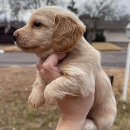 Champagne - Cream male Dachshund puppy in Burleson, Texas from Sarah’s Dachshies