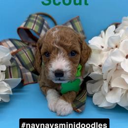 Scout- Green Collar - Apricot male Goldendoodle puppy in Cape Coral, Florida from Nay Nays Mini Doodles