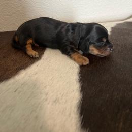 Black and Cream - Blue and cream female Dachshund puppy in Kersey, Colorado from Ranchin Doxies