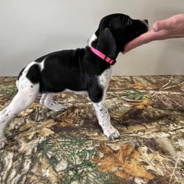 German Shorthaired Pointer Puppies from Jessica Johnson