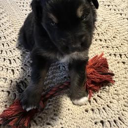 Black-tri male 1 - Black tri-color male Australian Shepherd puppy in Shoshone, Idaho from Copper Rose Kennel