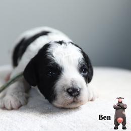 Ben - Black and white male Cockapoo puppy in Canastota, New York from Silver City Cockapoos