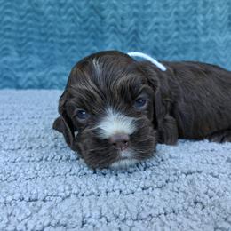 White collar female - Brown female Cocker Spaniel puppy in Howell, Michigan from Robbin's Treasures