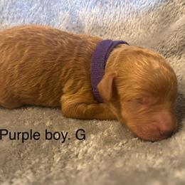 Purple collar boy-G - Red  male Goldendoodle puppy in Vian, Oklahoma from Dog Days Doodles