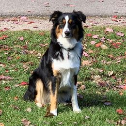 Lacey - Australian Shepherd