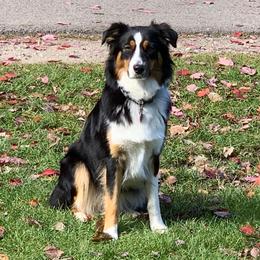 Lacey - Australian Shepherd