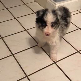 Border Collie Puppies from Cascade Sun Kennels