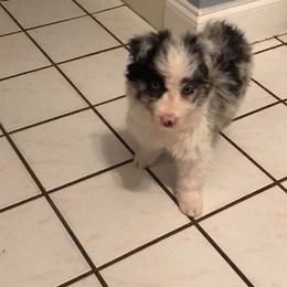 Border Collie Puppies from Cascade Sun Kennels