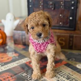 Skye - Red  female Poodle puppy in Cedar City, Utah from Precious Paws Ranch