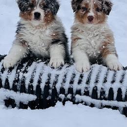 Australian Shepherd Puppies from SS Australian Shepherds