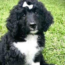 Girl 4 - Black and white Bernedoodle puppy in Dublin, Texas from Penny Harris