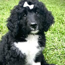 Girl 4 - Black and white Bernedoodle puppy in Dublin, Texas from Penny Harris