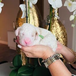 Green - Parti male Goldendoodle puppy in Miami, Florida from GoldStar Doodles USA