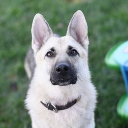 Kulani - German Shepherd