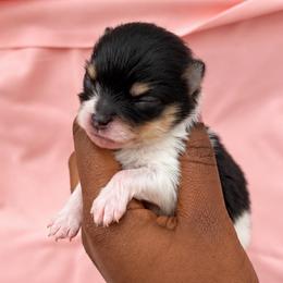 Jingle Bell - Black parti male Pomeranian puppy in Hampton, Virginia from Hearts Of Love