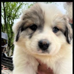 Great Pyrenees Puppies from Up A Creek Farm