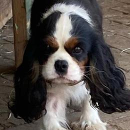 Betsy - Cavalier King Charles Spaniel