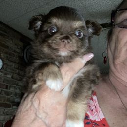 Boy 5 - Black male Chihuahua puppy in Red Bluff, California from Aye Chihuahua