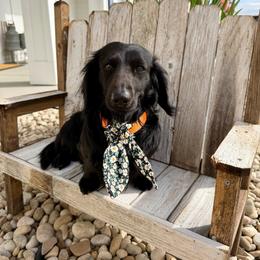 Angus - Dachshund