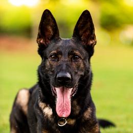 Cheyenne - German Shepherd