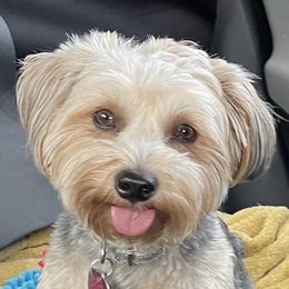 Yorkshire Terriers from Carmen's Yorkshire Terriers